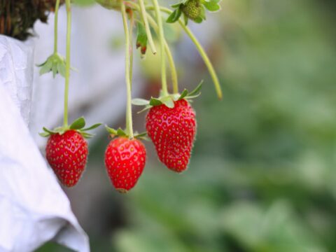 Come fare una fioriera per le fragole