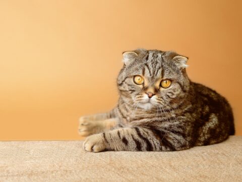 Come costruire un tiragraffi di cartone per il tuo gatto