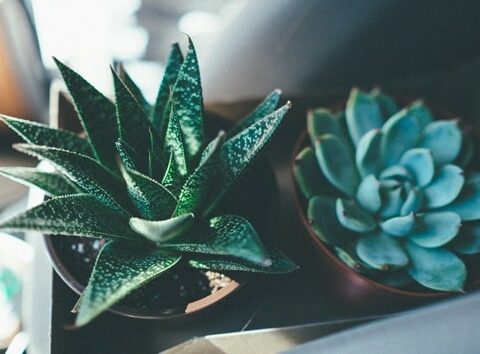 Come coltivare piante succulente