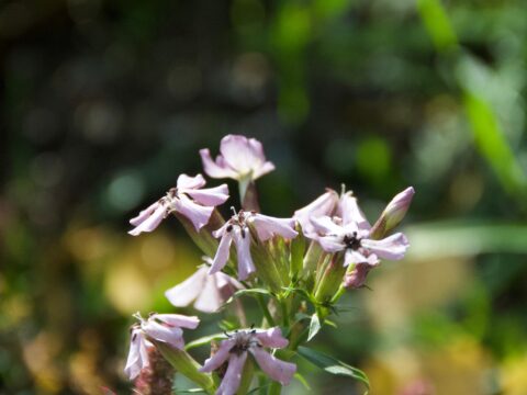 Come si assumono i fiori di Bach