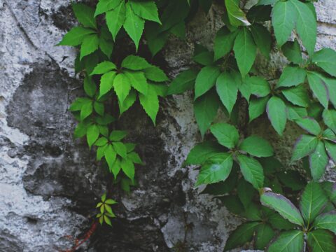 Come creare una bella siepe o altre decorazioni con l'edera