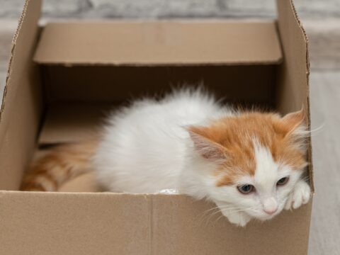 Come costruire una casetta di cartone per i gatti