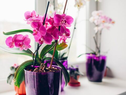 Come annaffiare l’orchidea