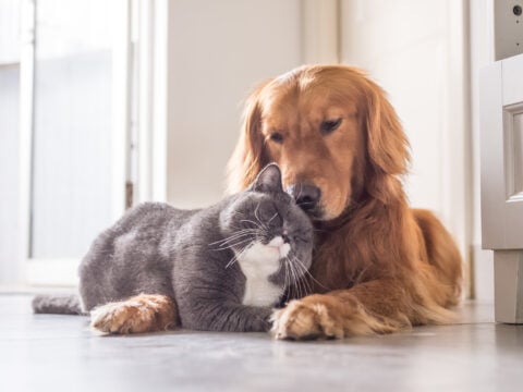 Come sapere se il cane ha freddo