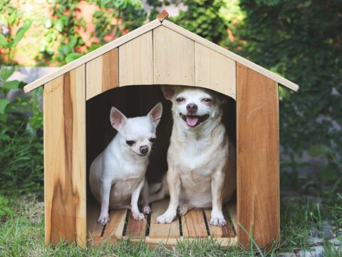 Come costruire una cuccia per il tuo cane da esterno