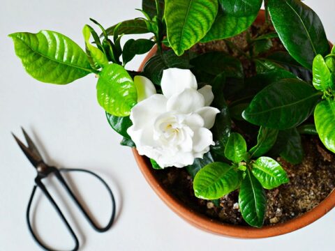 Come curare la gardenia