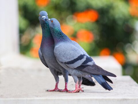 Come allontanare i piccioni dal proprio balcone