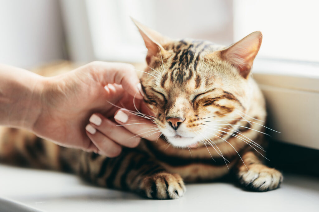 10 modi in cui il tuo gatto ti fa capire che ti ama davvero