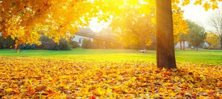 Gli effetti dei cambimenti climatici sul foliage autunnale