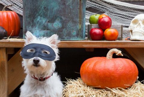 Aspettando Halloween, 31 piccole spaventose idee per la festa