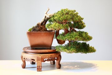 Bonsai: le cure di base