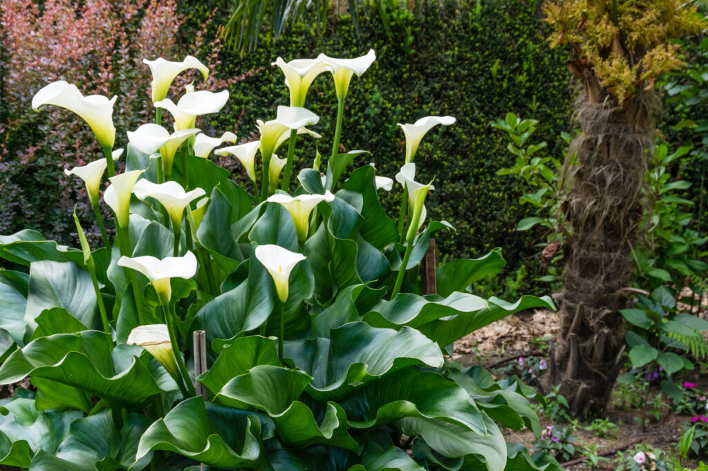 I fiori per colorare il mese di maggio sono questi