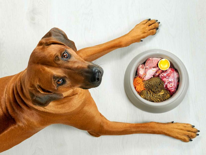 Un cane mangia cibo crudo