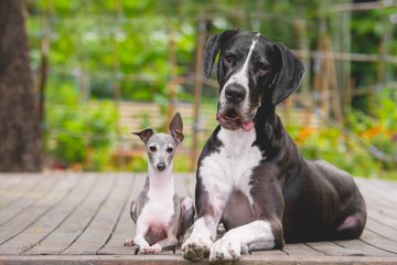 Cane grande o piccolo: quale taglia scegliere