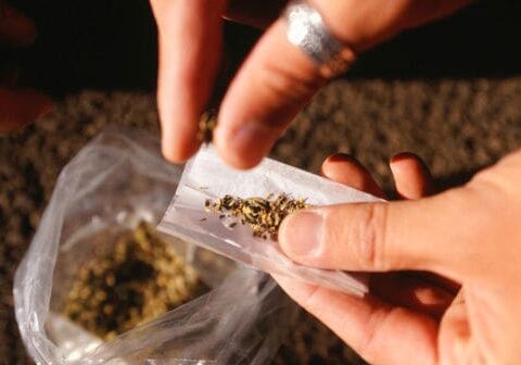 Cannabis: danni irreversibili al cervello anche con un uso saltuario