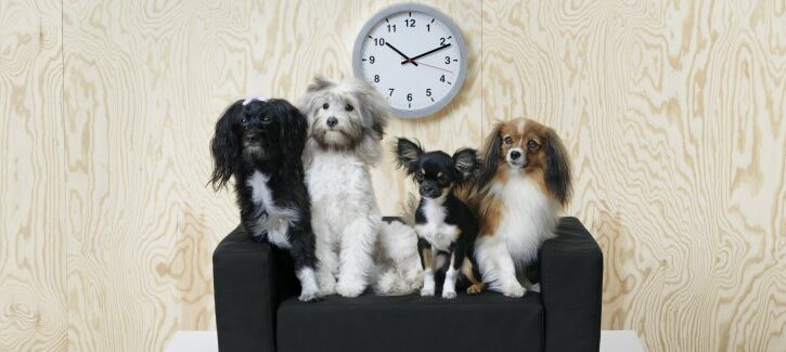 Catalogo Ikea Collezione Lurvig 2018 per cani e gatti: accessori, complementi d'arredo e giochi