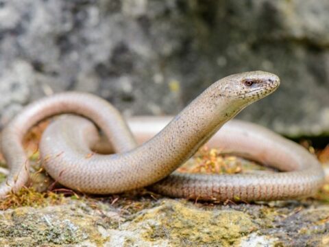 Come allontanare i serpenti dalla tua casa