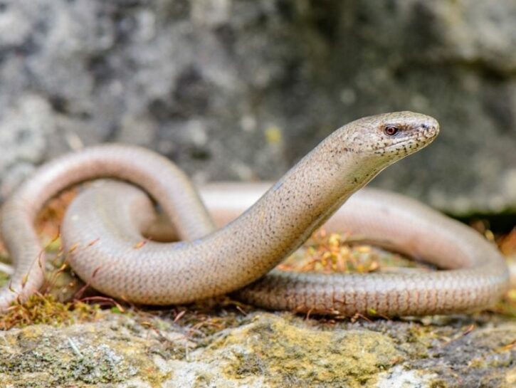 Come allontanare i serpenti dalla tua casa