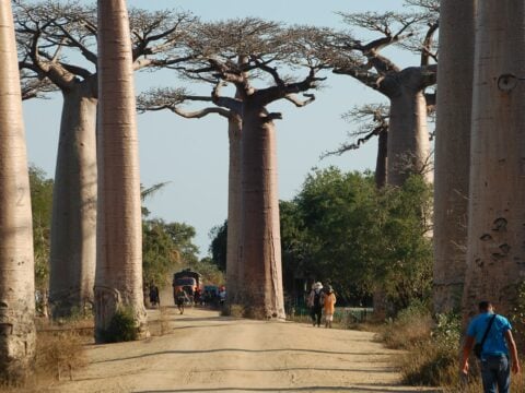 Come utilizzare e che benefici ha l'olio di baobab