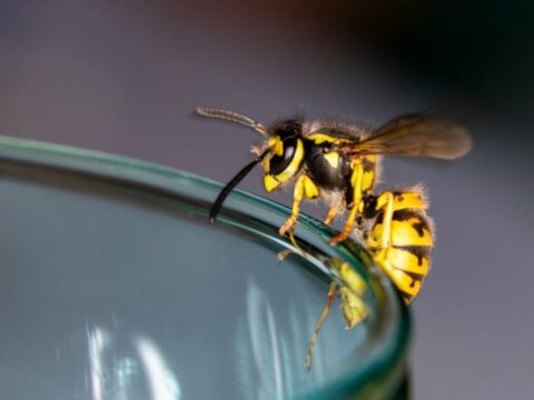 Come allontanare api e vespe