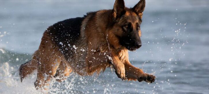Come capire il carattere dei nostri amici cani e renderli animali sereni