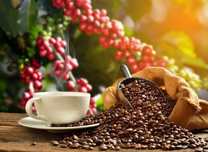 Come coltivare la pianta del caffè in vaso