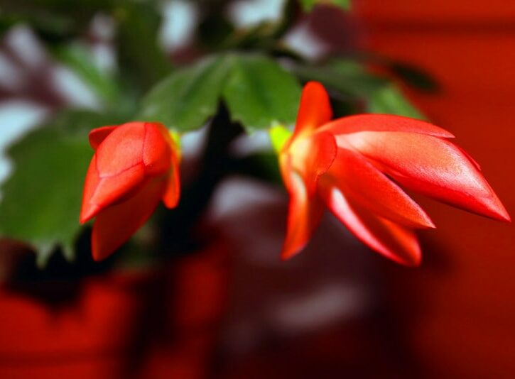 Come coltivare una Zygocactus truncatus (cactus di Natale)