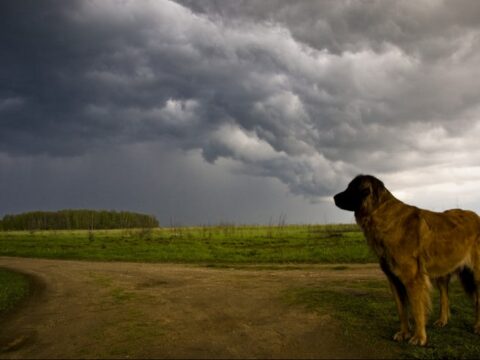 Come comportarsi quando il cane si agita durante il temporale