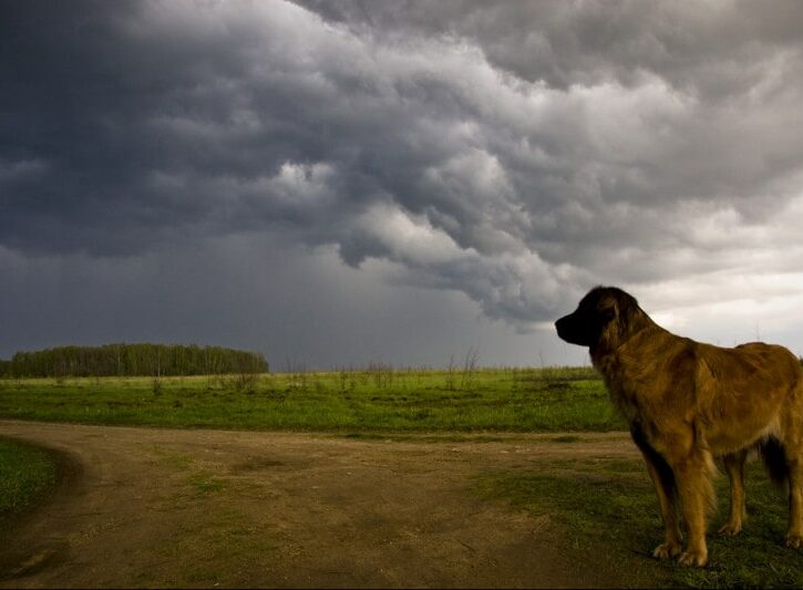 Come comportarsi quando il cane si agita durante il temporale - Donna Moderna