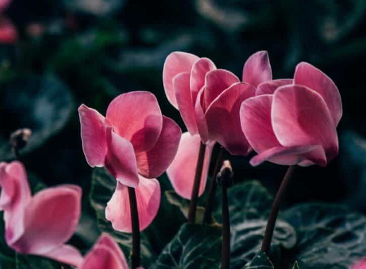 Come conservare i ciclamini in primavera