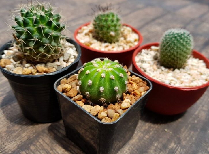 Come curare i cactus in casa in inverno