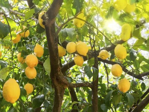 Come eliminare i parassiti dalla pianta di limone
