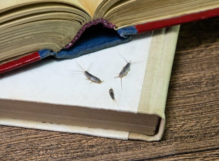 Come eliminare i pesciolini d'argento in casa