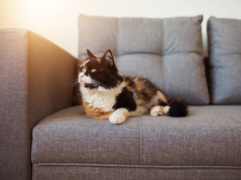 Come eliminare l'odore di urina del gatto dal divano