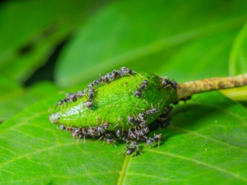 Come eliminare le formiche dalle piante