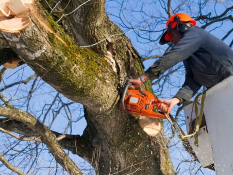 Come eliminare le radici di un albero tagliato