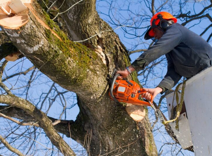 Come eliminare le radici di un albero tagliato