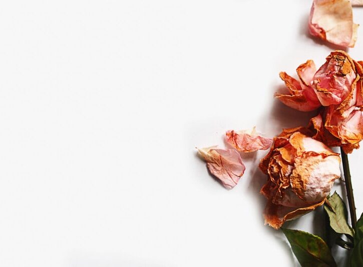 Come far seccare una rosa