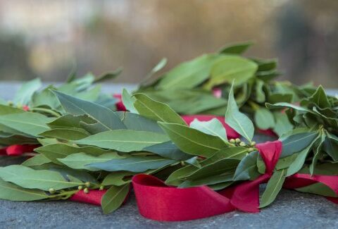 Come fare la corona d'alloro o d'ulivo per la laurea