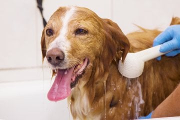 Come fare la toelettatura e la pulizia del cane fai da te