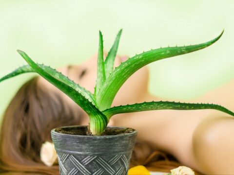 Come fare un impacco all'aloe vera per capelli