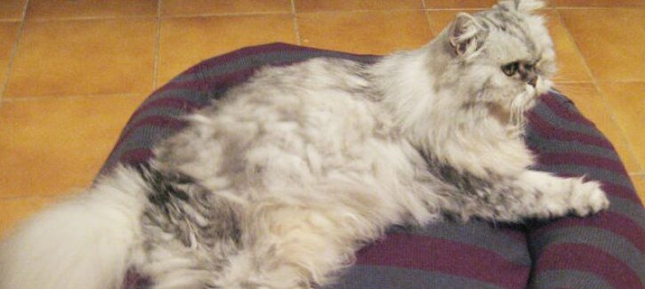 Come fare una cuccia con un vecchio maglione