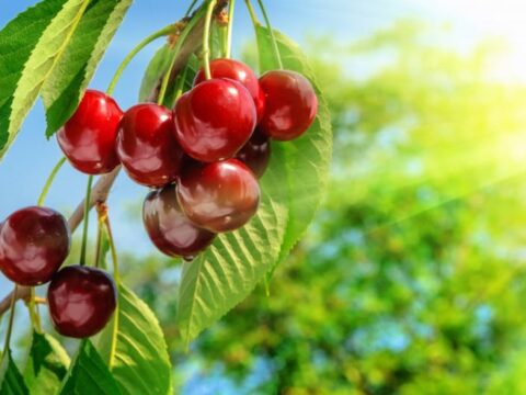 Come piantare un ciliegio dal nocciolo del frutto