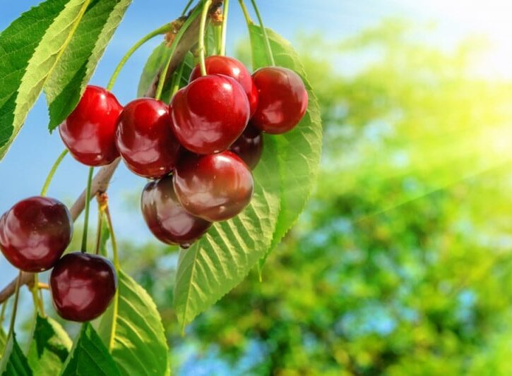 Come piantare un ciliegio dal nocciolo del frutto