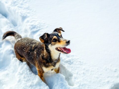Come proteggere le zampe dei cani sulla neve