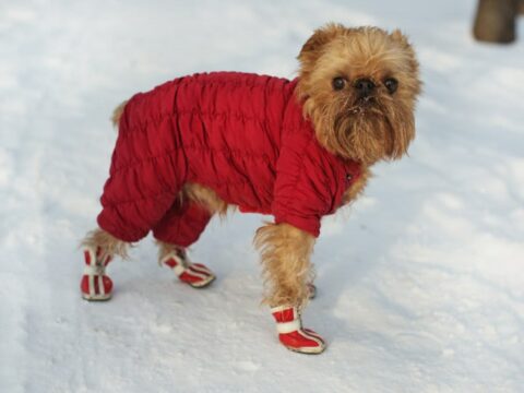 Come proteggere le zampe del cane da neve e gelo