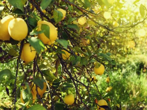 Come proteggere una pianta di limone dal freddo