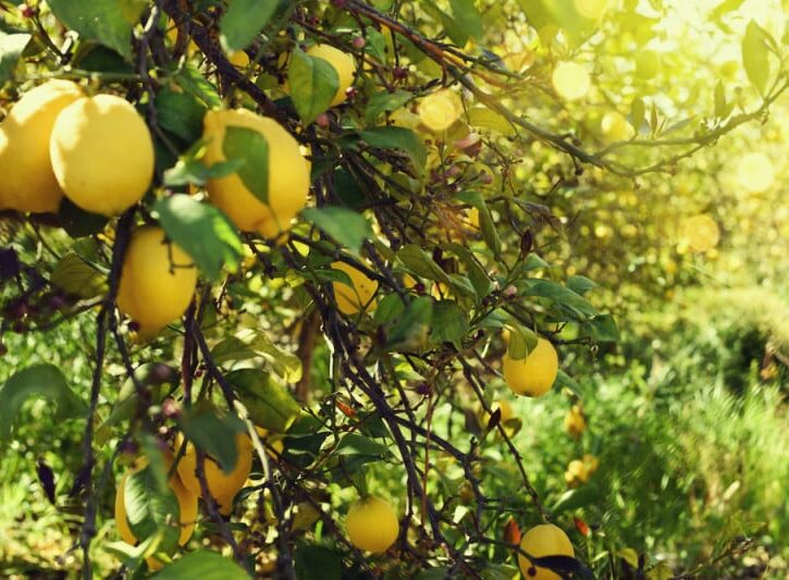 Come proteggere una pianta di limone dal freddo