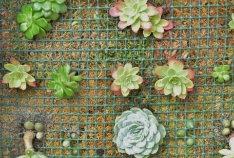 Come realizzare un quadro con le piante succulente