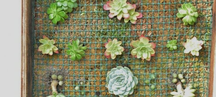 Come realizzare un quadro con le piante succulente